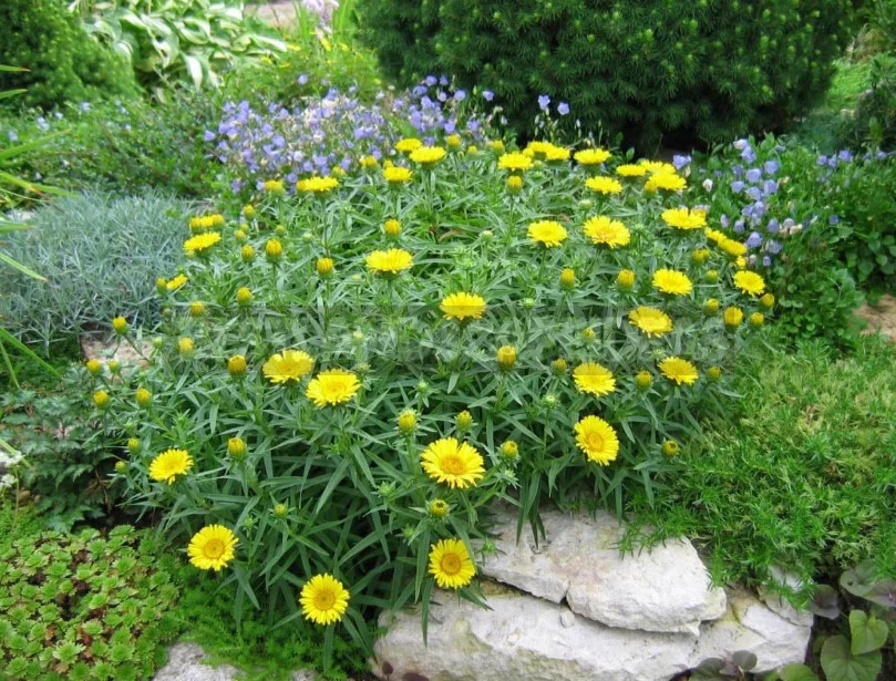 Inula: Planting and Care, Species