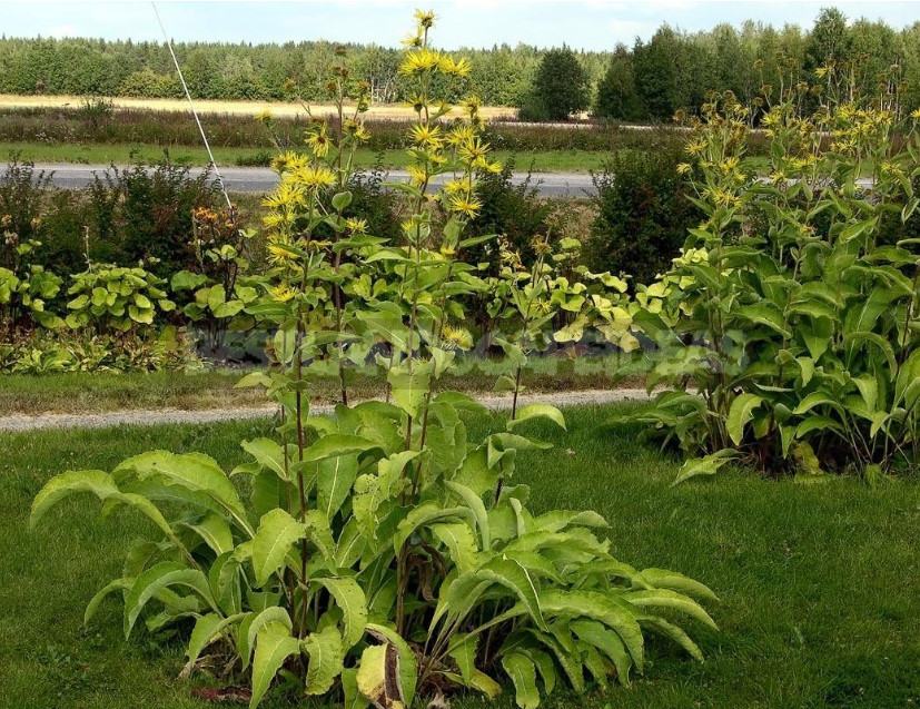 Inula: Planting and Care, Species