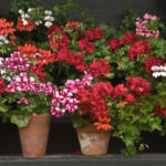 How to Save Geranium and Fuchsia in Winter