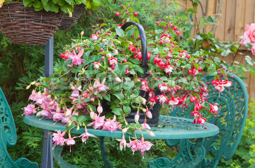 How to Save Geranium and Fuchsia in Winter
