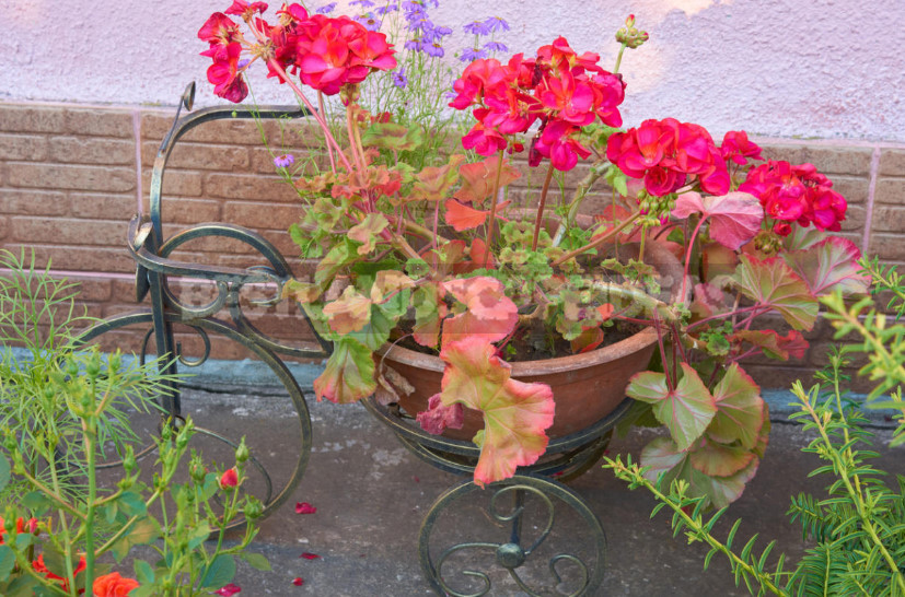How to Save Geranium and Fuchsia in Winter