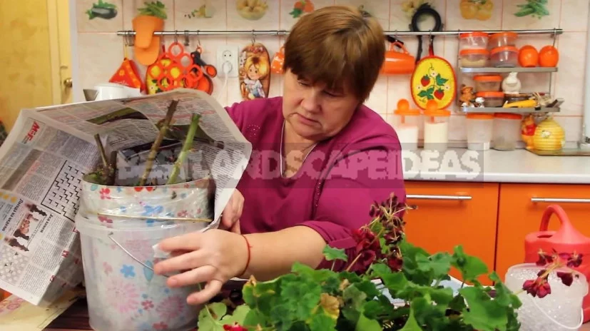 How to Save Geranium and Fuchsia in Winter