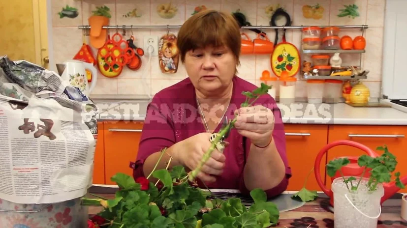 How to Save Geranium and Fuchsia in Winter