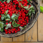 Sorbus: the Benefits and Harms, Storage and Application