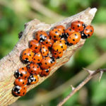 What is Useful Ladybug and How to Attract Her to the Garden