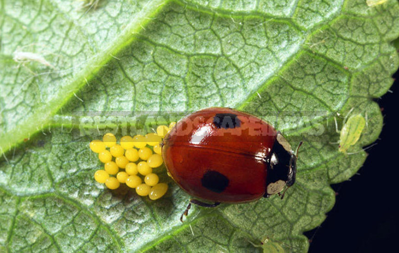 What is Useful Ladybug and How to Attract Her to the Garden