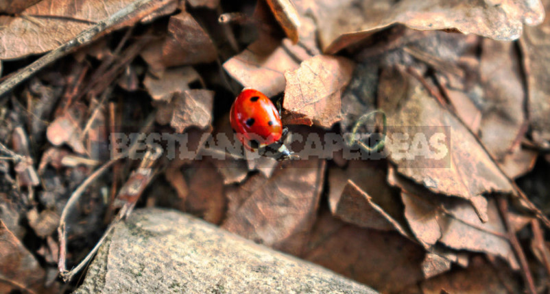 What is Useful Ladybug and How to Attract Her to the Garden