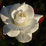 White Roses: Choose Reliable Varieties