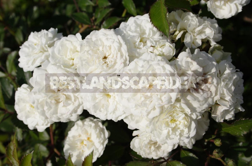 White Roses: Choose Reliable Varieties