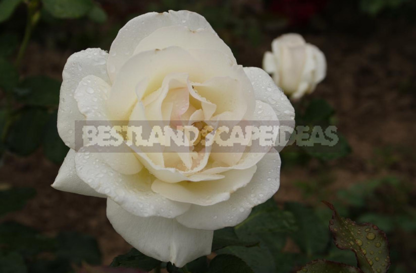 White Roses: Choose Reliable Varieties