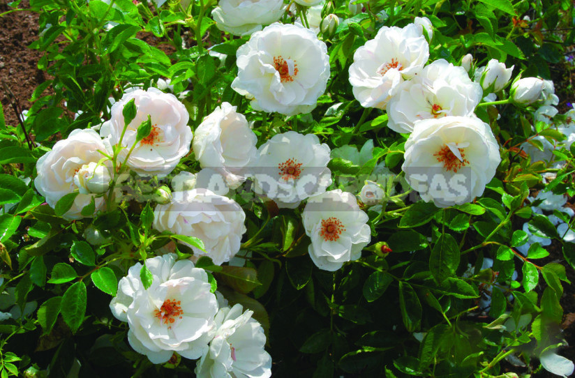 White Roses: Choose Reliable Varieties