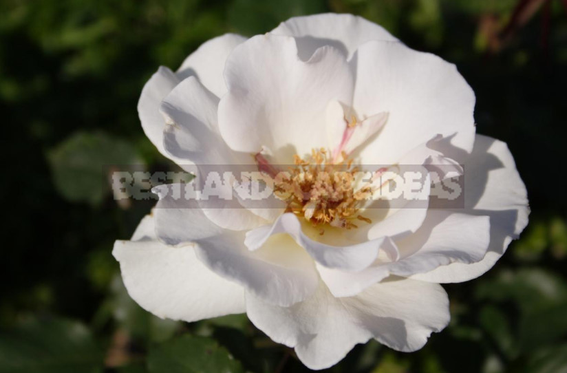 White Roses: Choose Reliable Varieties