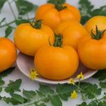 Yellow Tomatoes: Varieties and Hybrids