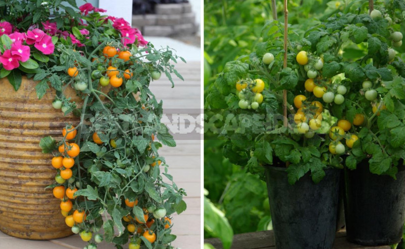Yellow Tomatoes: Varieties and Hybrids