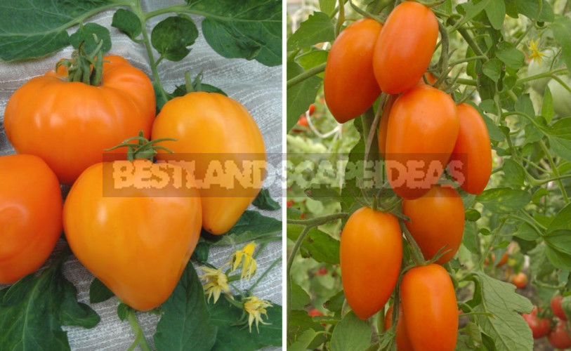 Yellow Tomatoes: Varieties and Hybrids