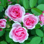 Canadian Roses: Planting and Care, Varieties, Photos