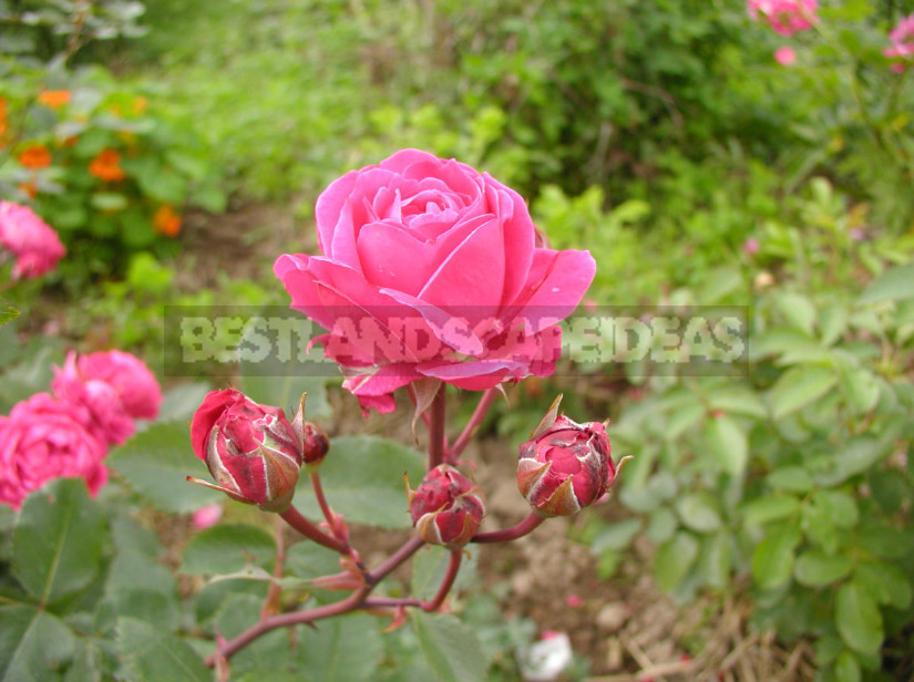 Canadian Roses: Planting and Care, Varieties, Photos