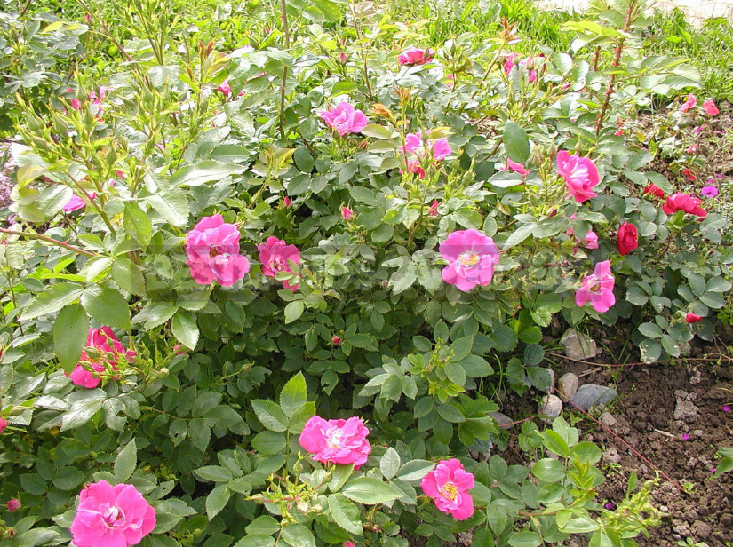 Canadian Roses: Planting and Care, Varieties, Photos