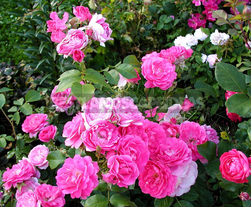 Canadian Roses: Planting and Care, Varieties, Photos