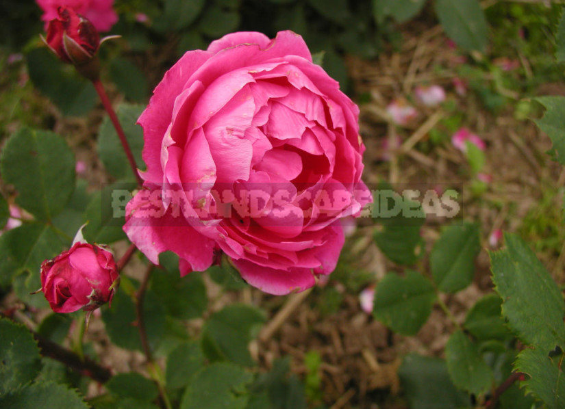 Canadian Roses: Planting and Care, Varieties, Photos