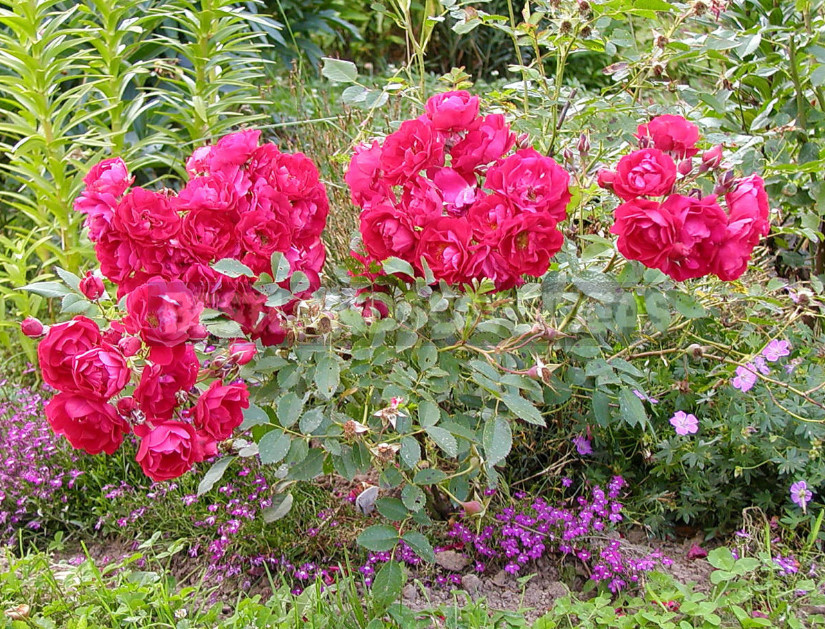 Canadian Roses: Planting and Care, Varieties, Photos