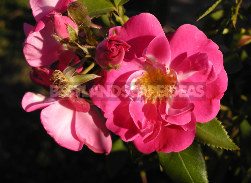 Canadian Roses: Planting and Care, Varieties, Photos