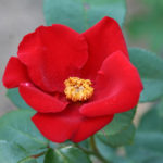 Charming Roses