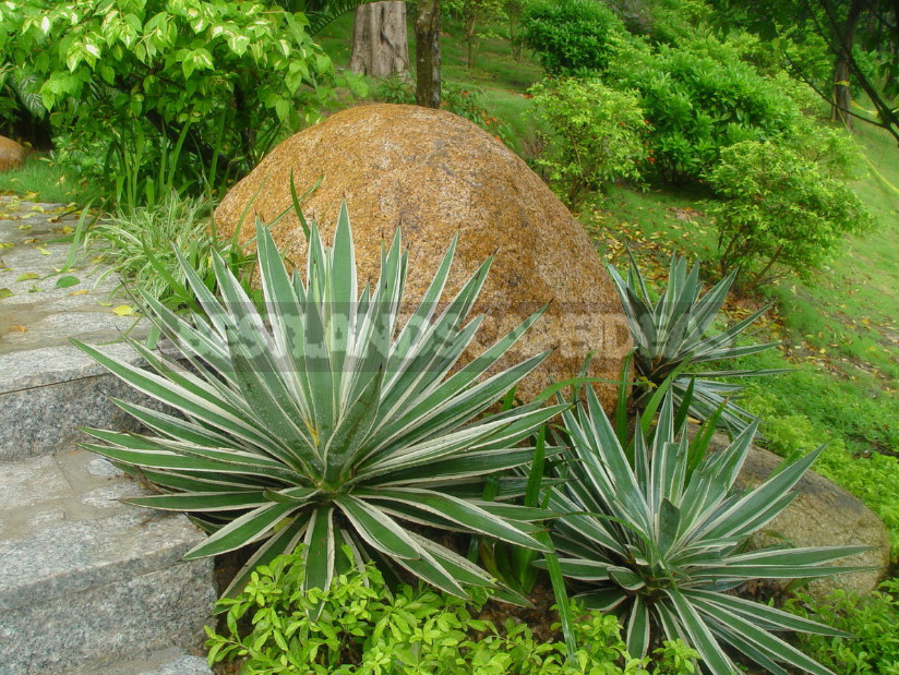 Chinese Garden: Mandatory Elements of Landscape Design