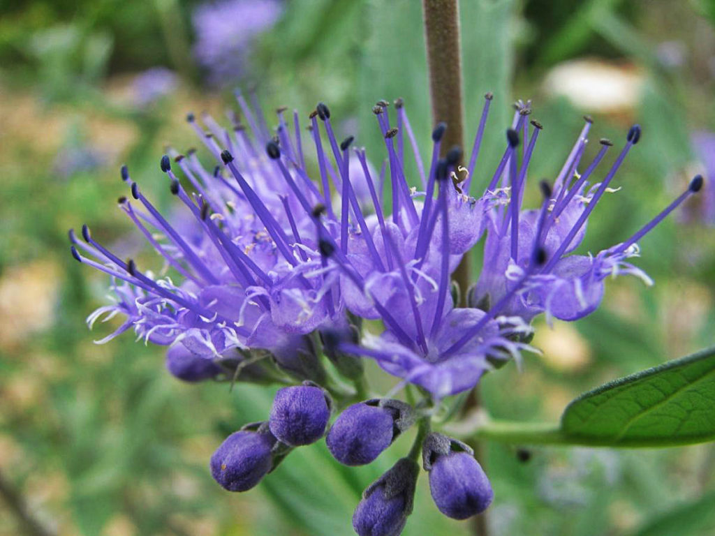 Caryopteris: Botanical Reference, Cultivation and Care