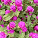 Gomphrena Globosa: Varieties and Useful Information