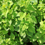 Melissa: Planting, Care and Useful Properties