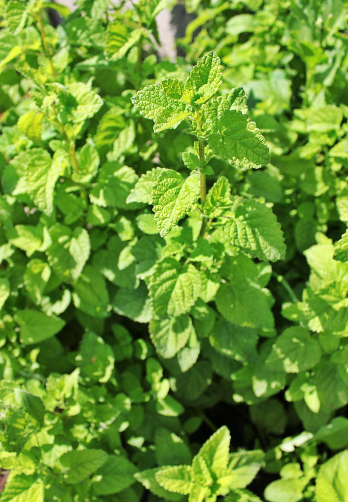 Melissa: Planting, Care and Useful Properties