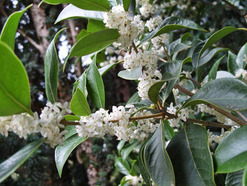 Fragrant Osmanthus – Garden Decoration