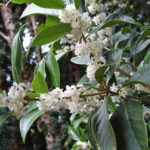 Fragrant Osmanthus – Garden Decoration