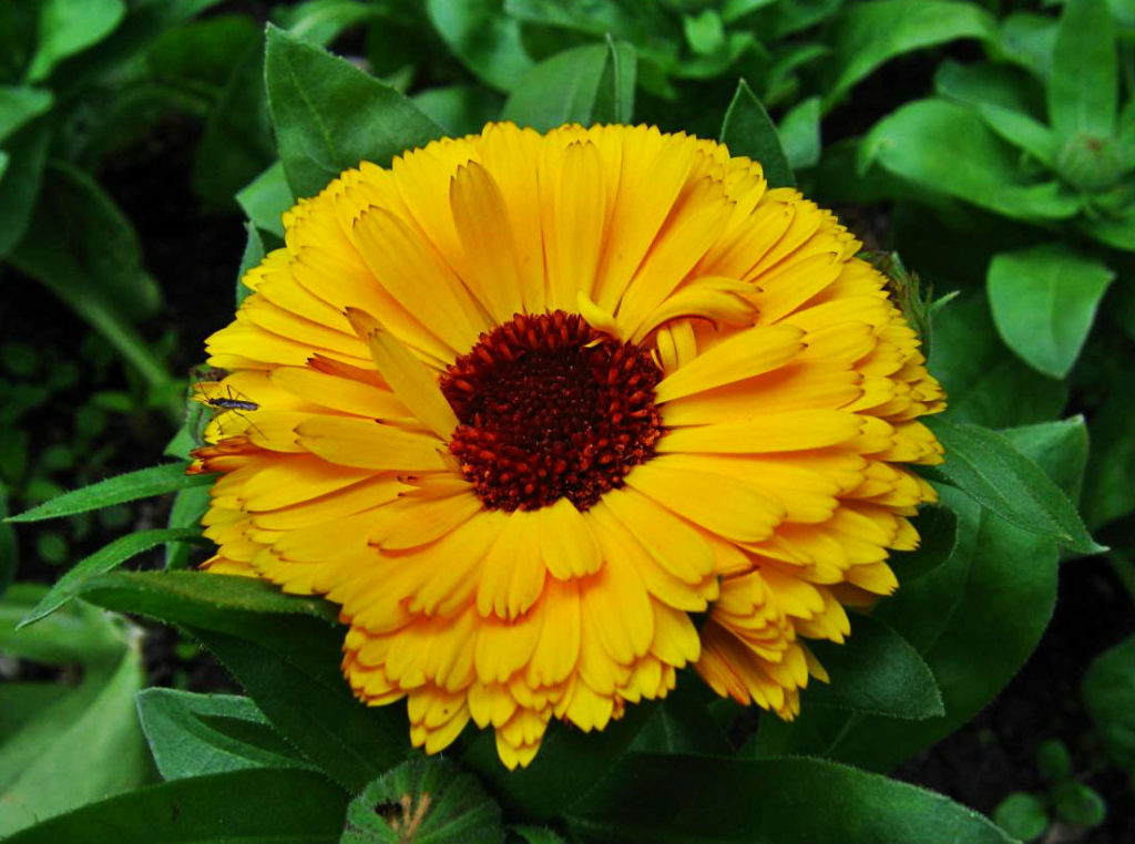 Calendula – Healing Flower