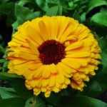 Calendula – Healing Flower