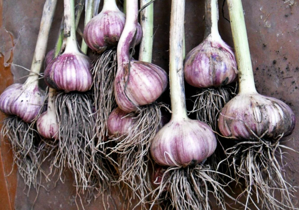 Planting Winter Garlic