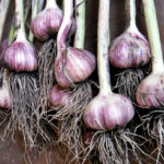 Planting Winter Garlic