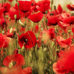 How To Plant And Care For Poppy