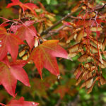 Seasonal Work in the Garden: Mid-October