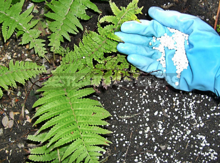 Autumn Soil Treatment