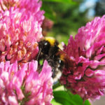 How To Plant And Care For Clover