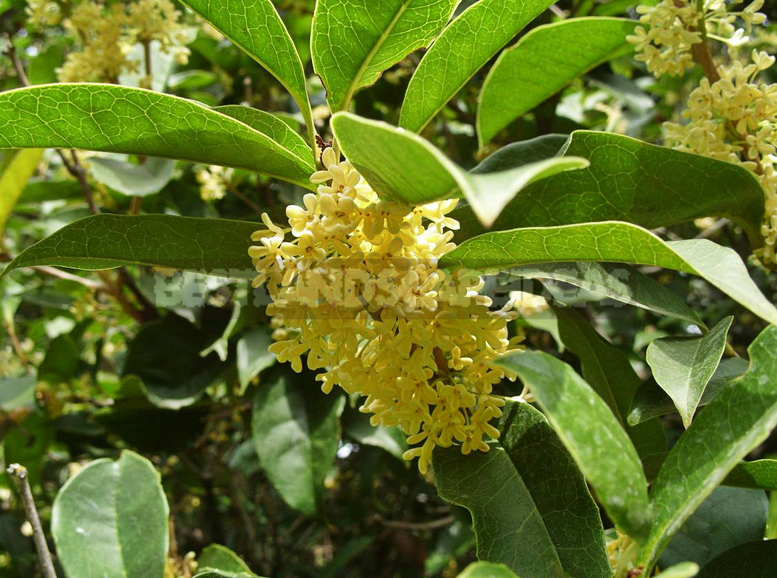 Fragrant Osmanthus - Garden Decoration