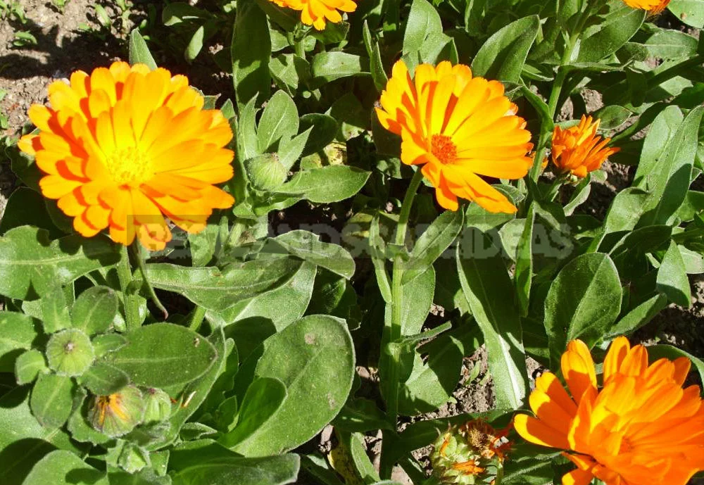Calendula - Healing Flower