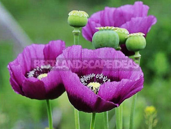 How To Plant And Care For Poppy