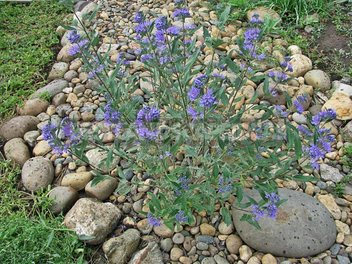 Caryopteris: Botanical Reference, Cultivation and Care