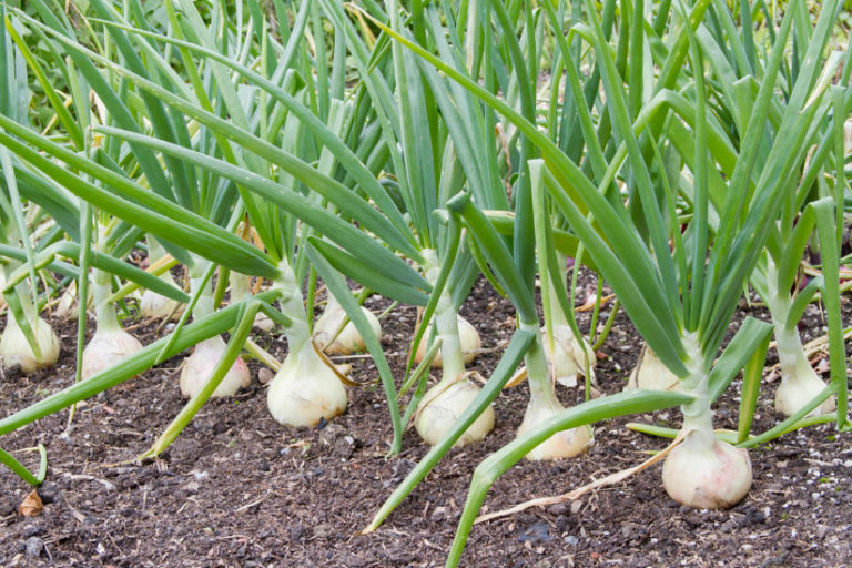 Onion Fly: What It Is and How to Deal With It - Best Landscape Ideas