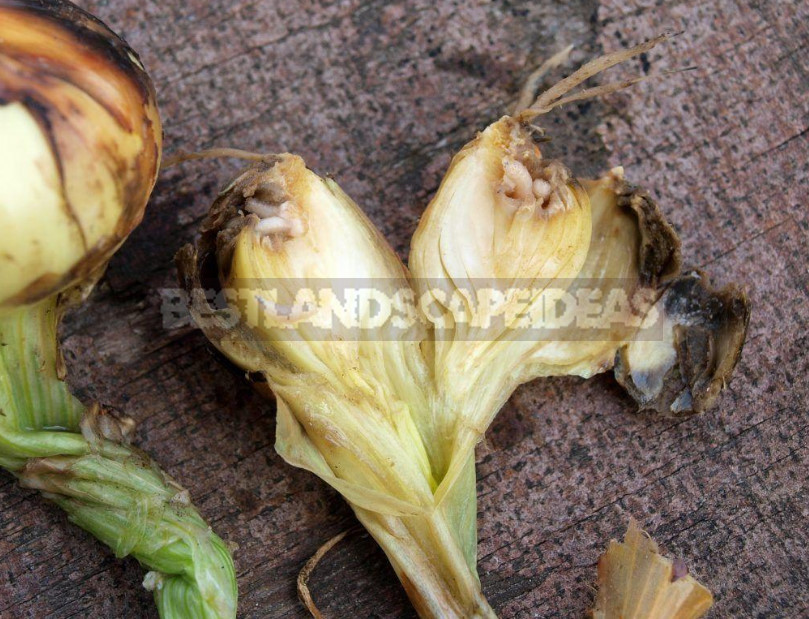 Onion Fly: What It Is and How to Deal With It