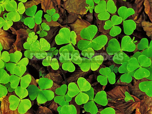 How To Plant And Care For Clover