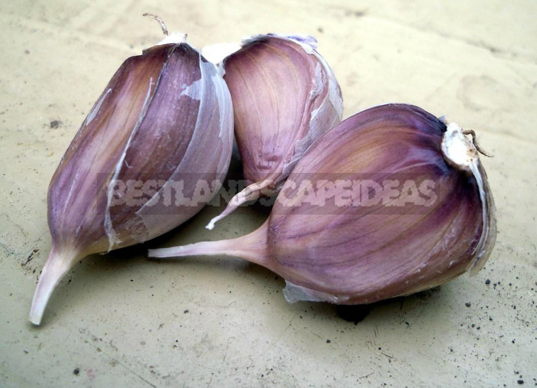 Planting Winter Garlic